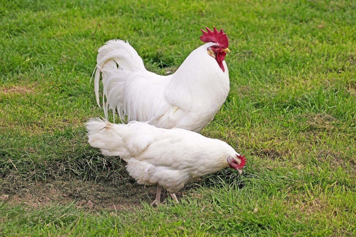 cách trị lác cho gà đá cách trị lác cho gà đá