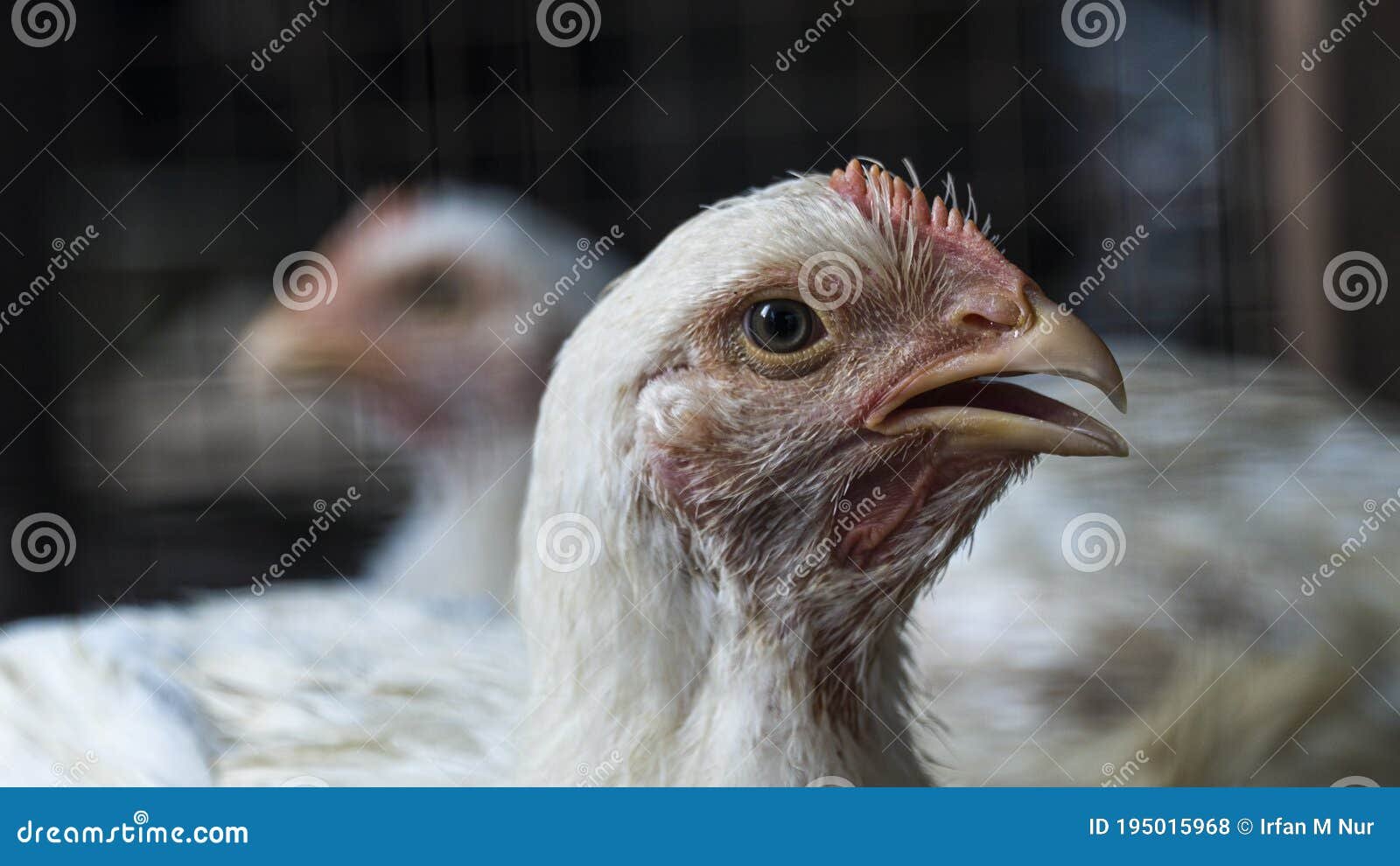 đĩa đá gà đĩa đá gà