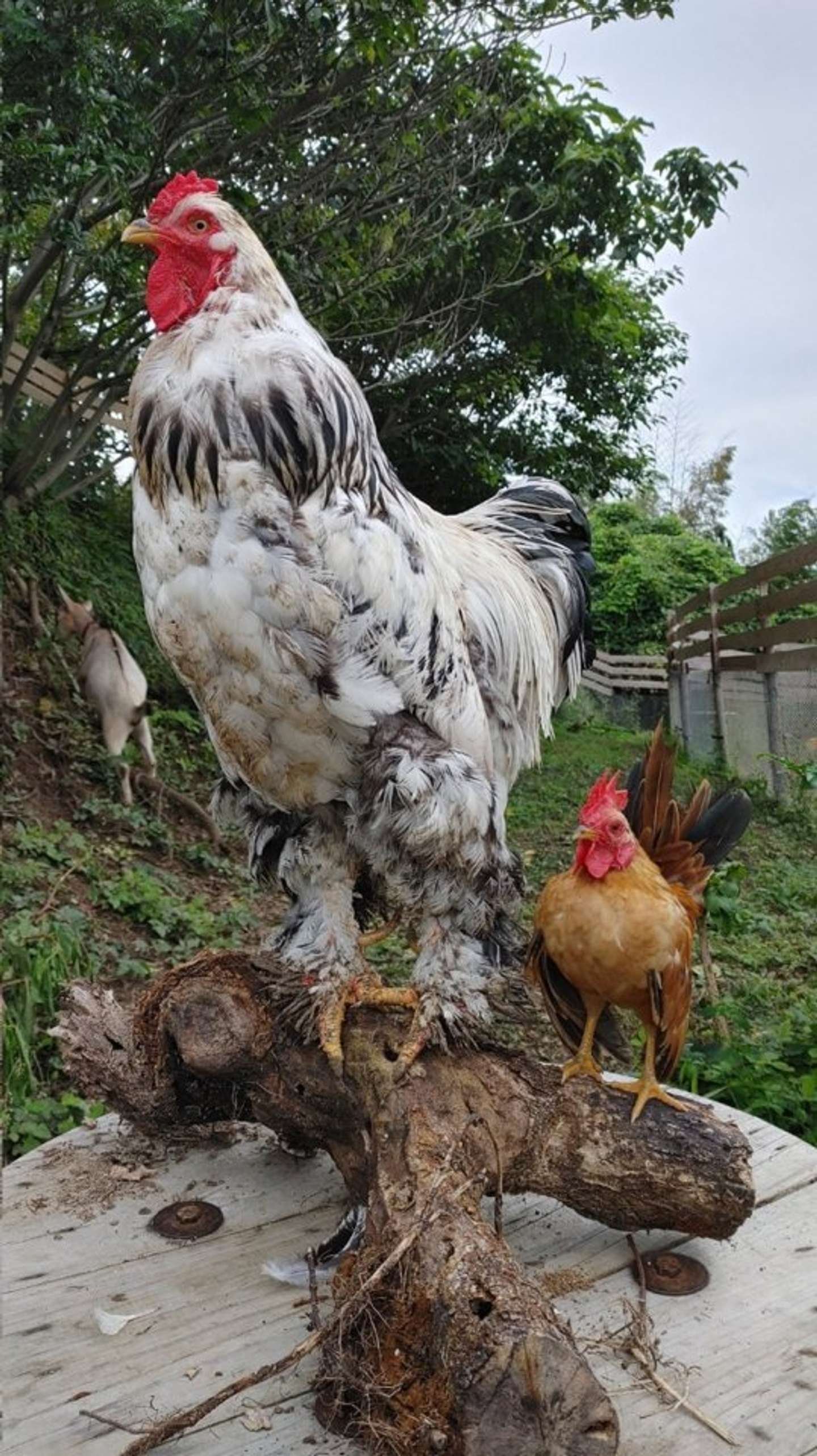 đá gà theo màu mạng đá gà theo màu mạng