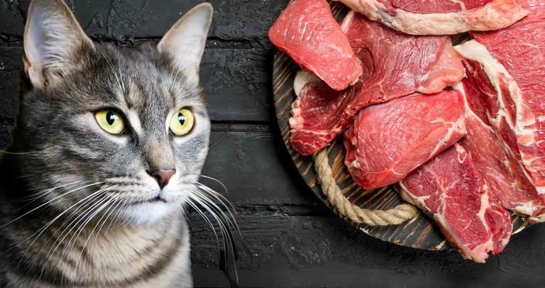 bán cựa gà đá bến tre bán cựa gà đá bến tre