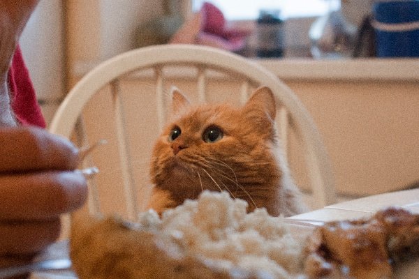gà đá nướng muối ớt gà đá nướng muối ớt