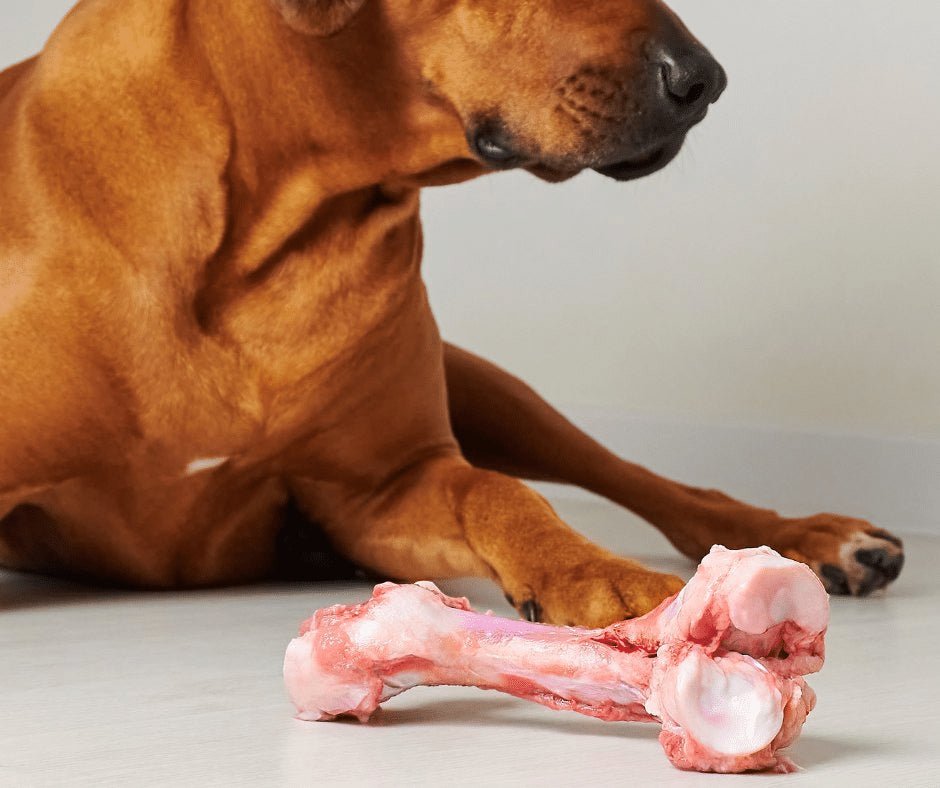 vảy gà đá đá được vảy gà đá đá được